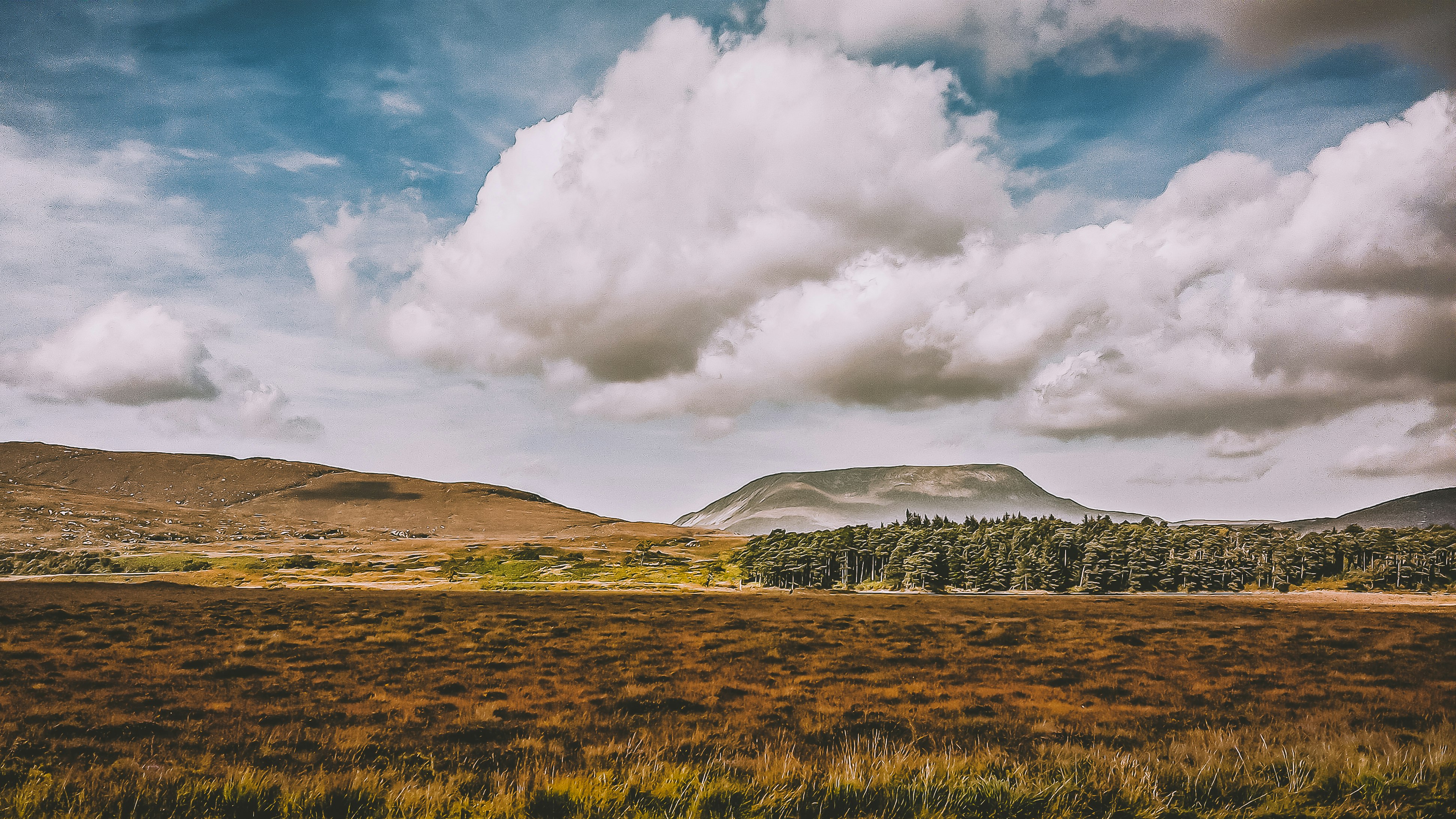 brown grass field